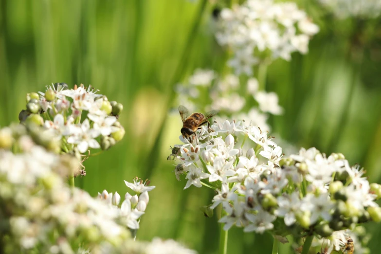 a bee is collecting nectars from white flowers