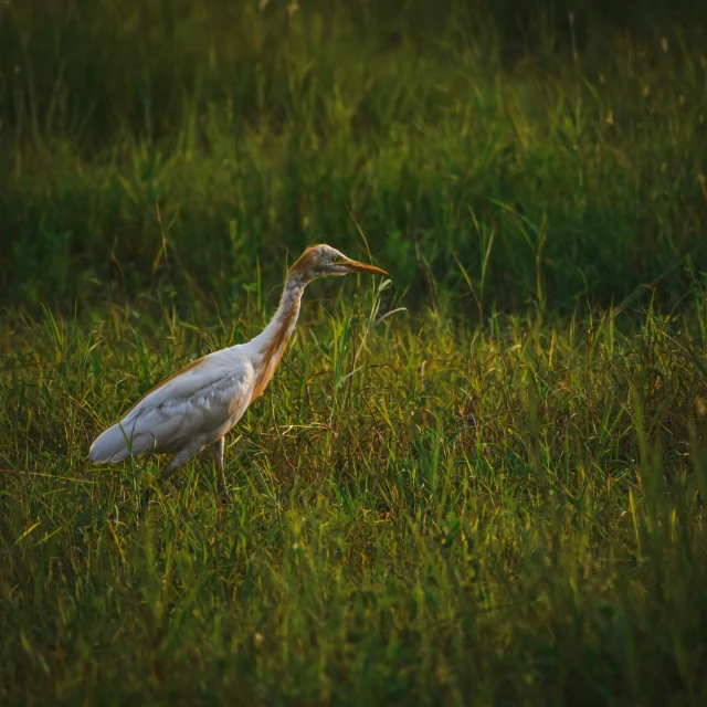 a long necked bird walking through a grassy field