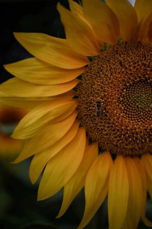 a bee sitting on a sunflower in the middle of the day