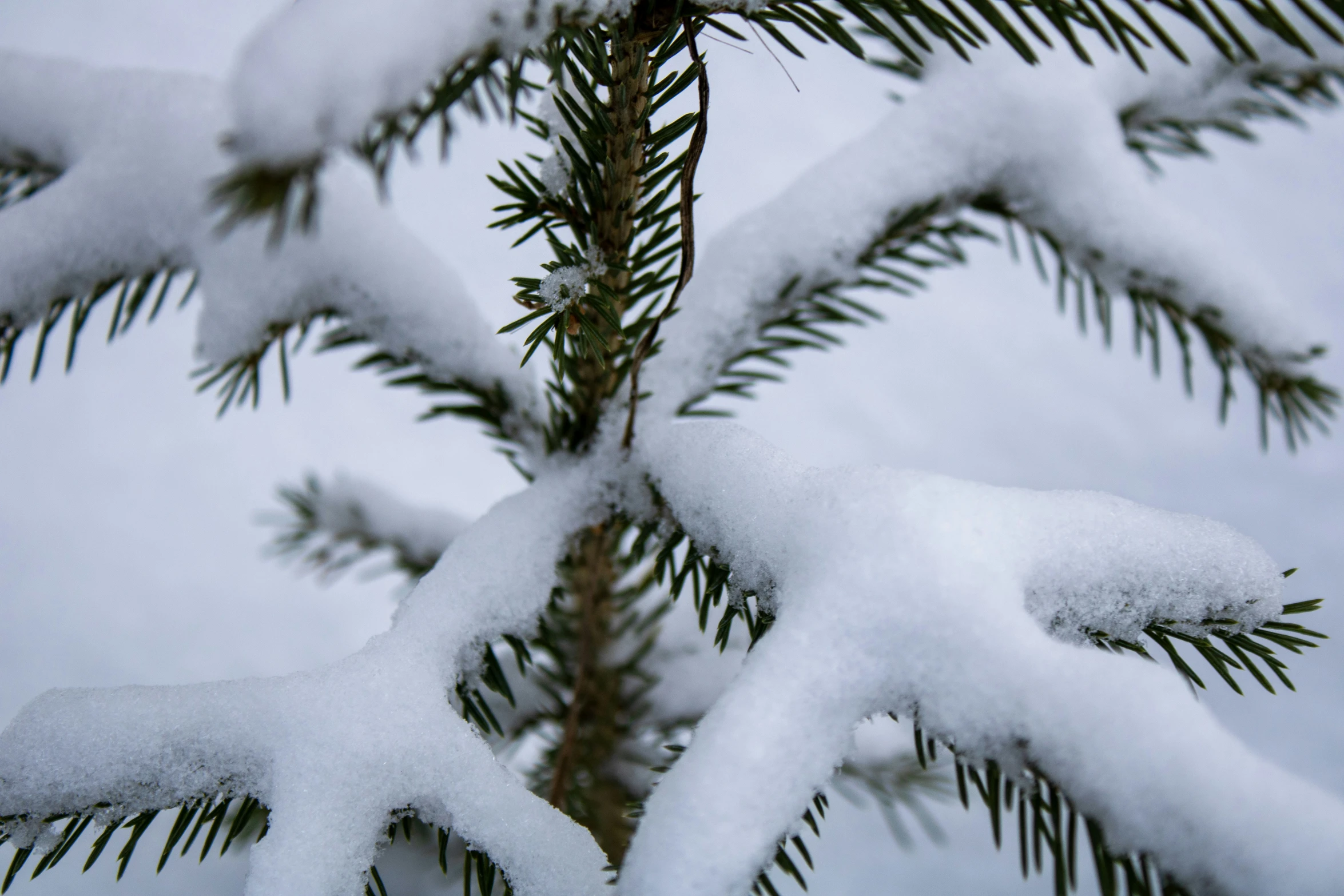 this pine tree is very deep in the snow