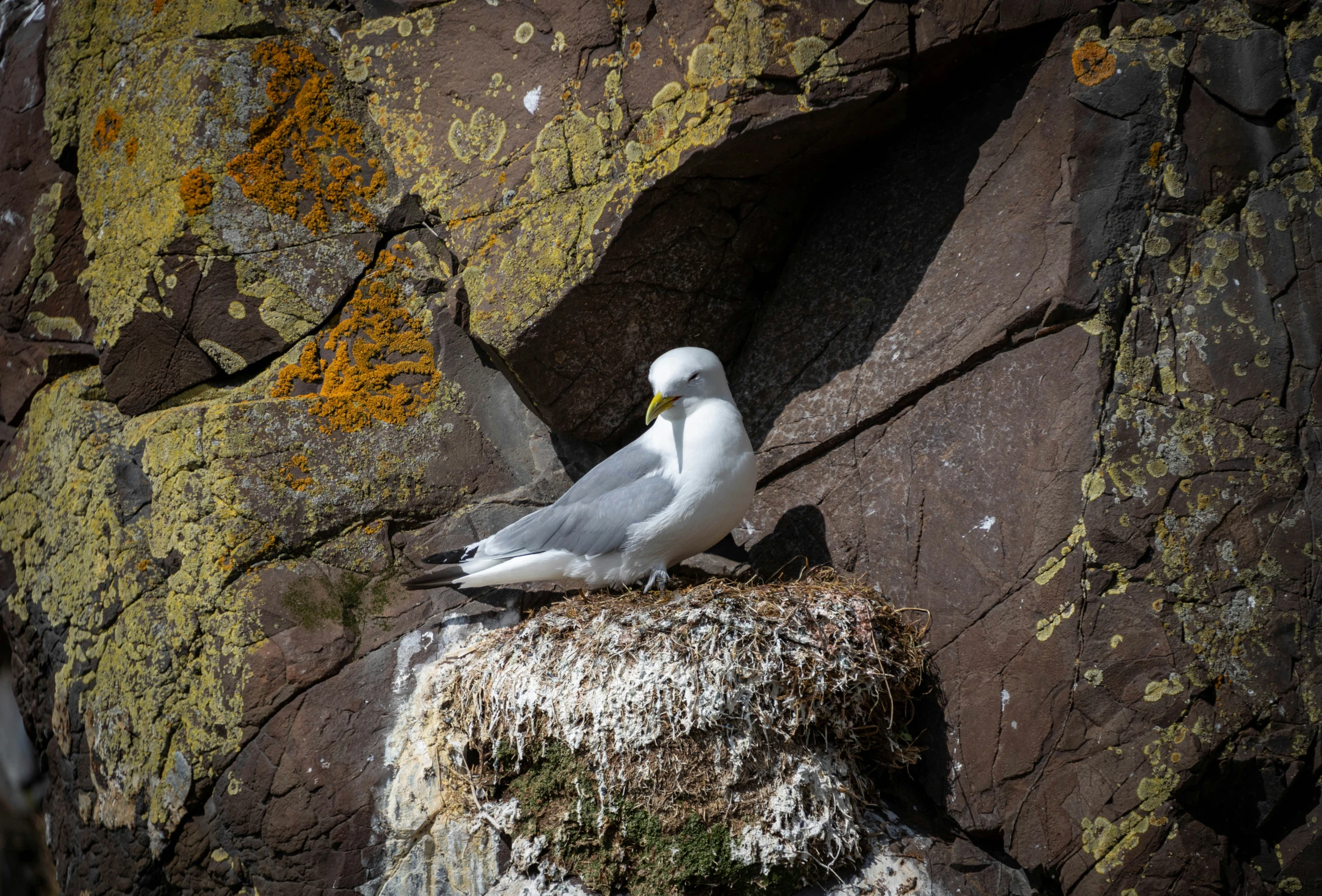 a seagull standing on a mossy rock