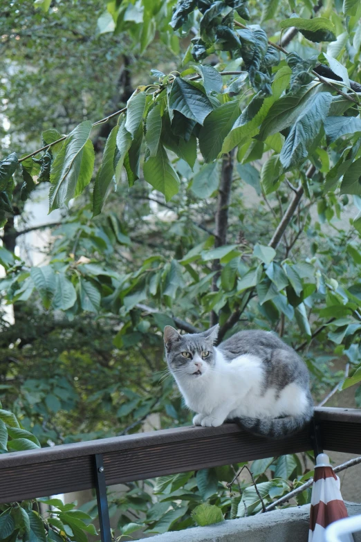 a cat sitting on top of a wooden fence