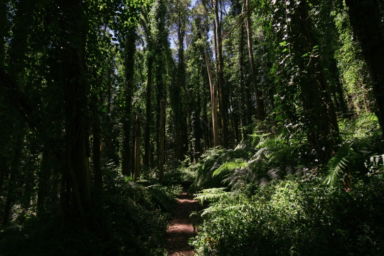 a path through a forest filled with lots of trees