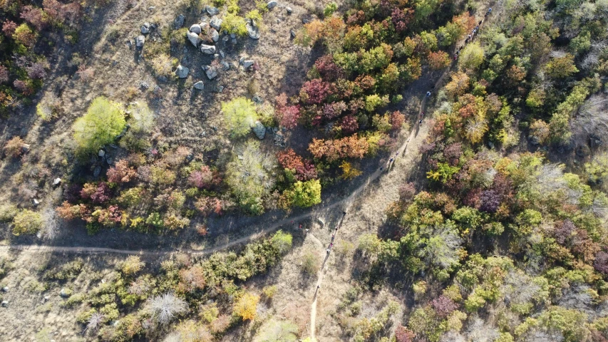 an aerial view of trees and a forest