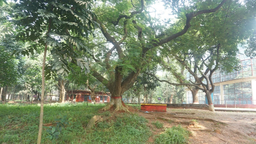 a large tree with a few different colors of leaves