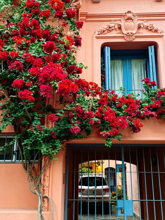 colorful flowering plants growing on the outside of a building