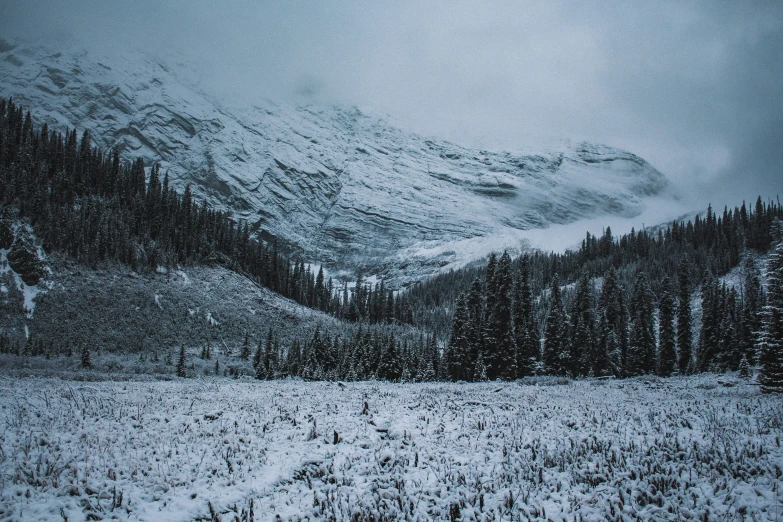 a snowy landscape with tall evergreen trees