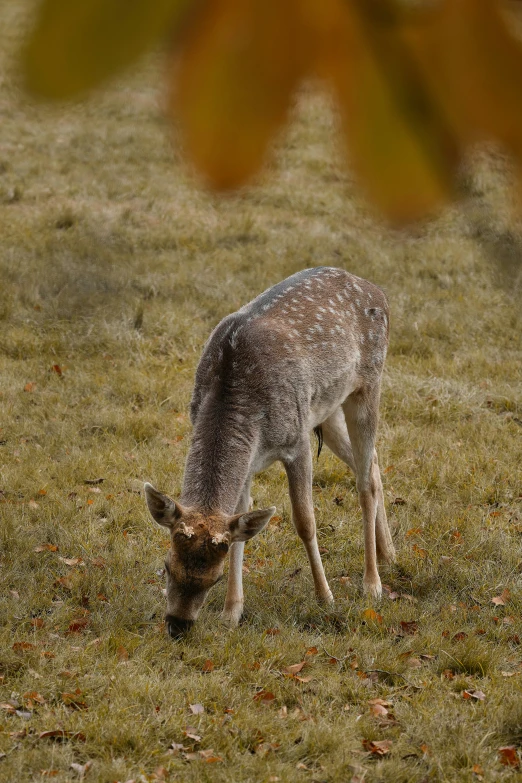 a deer grazes on grass on a sunny day