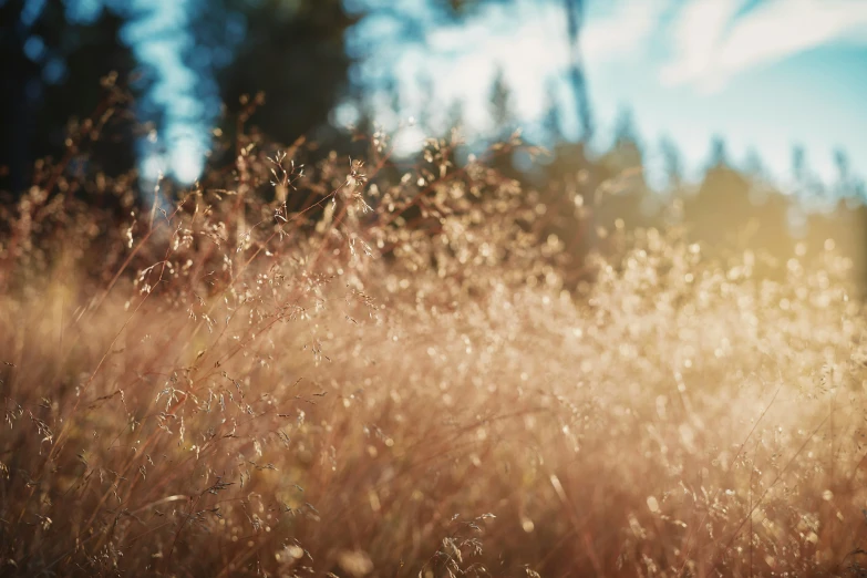 the background of a field with trees and sun light