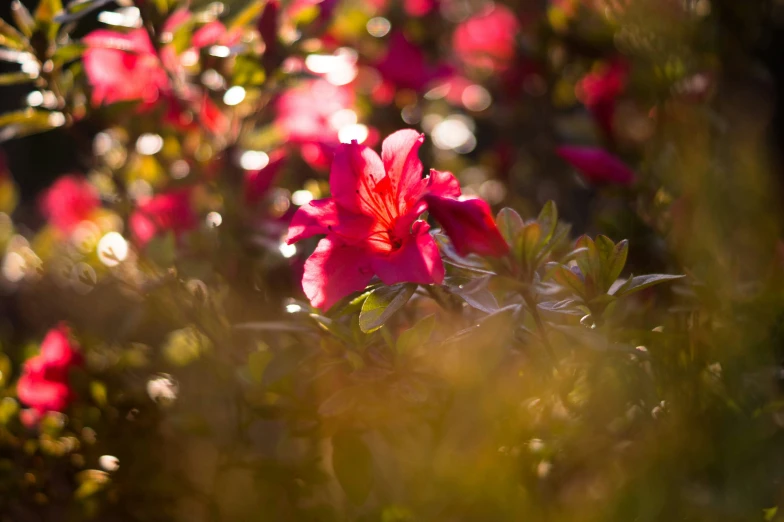 a pink flower that has it's flowers open