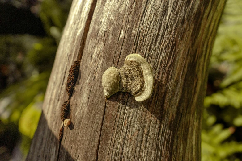 the headband of a wooden stick in front of a plant