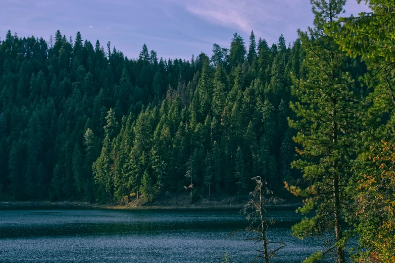 a lake and several trees against the background