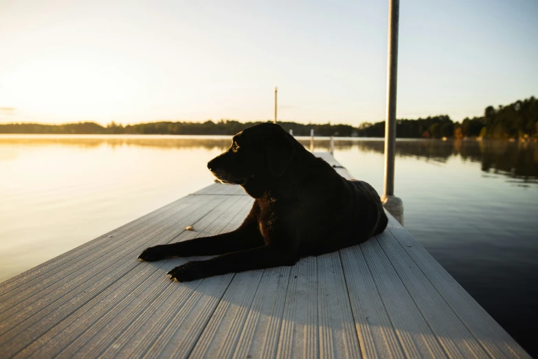 dog sitting on deck next to water looking at the sun