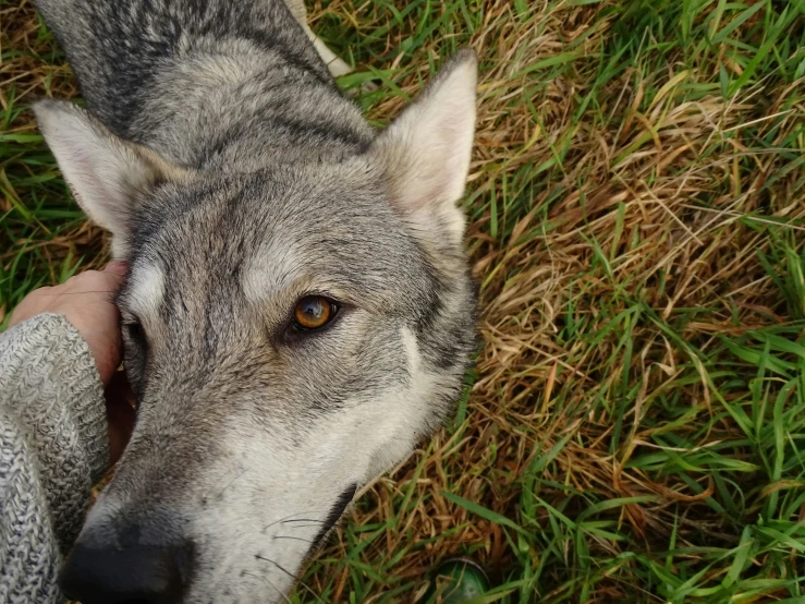 a person holding their hand over the head of a gray dog