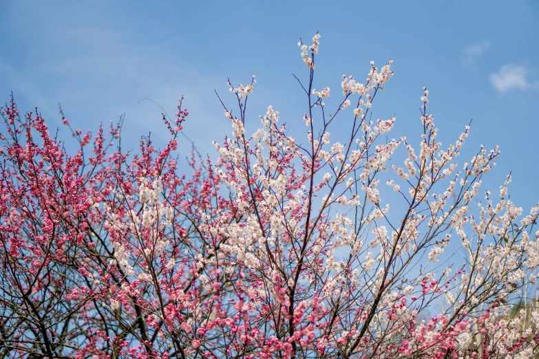 some pretty pink and white flowers and tree nches