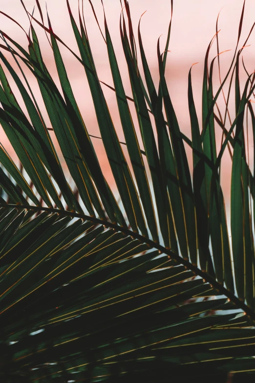 leaves with pink sky in background on a day