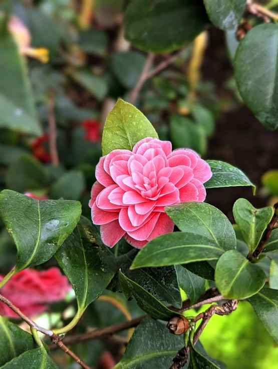 a single pink flower in the middle of a bush