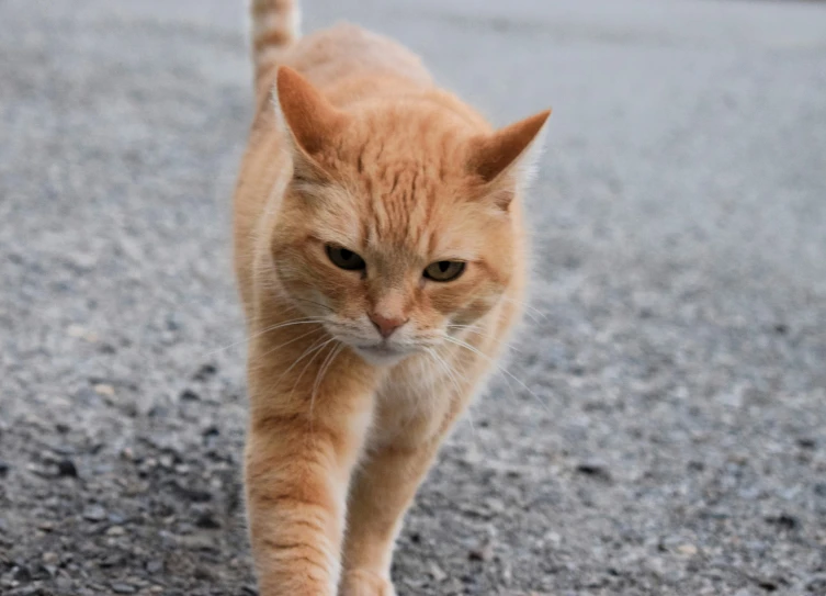 a cat walking on the ground toward the camera