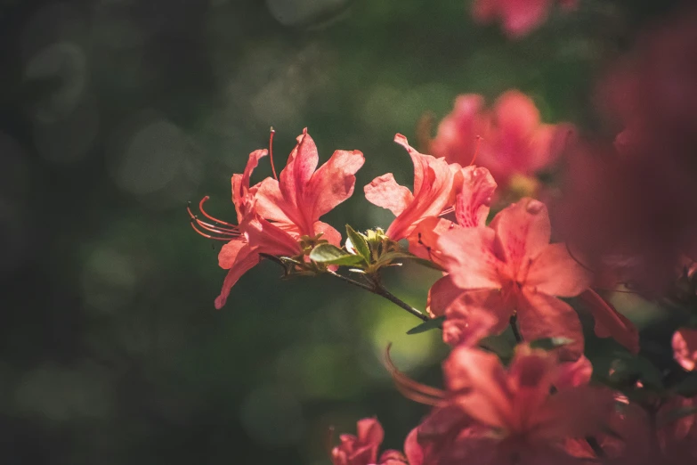 red and pink flowers are close to the camera