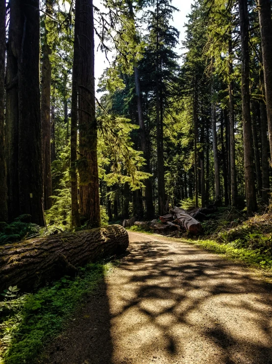 the dirt road in front of the trees is shaded by bright green grass