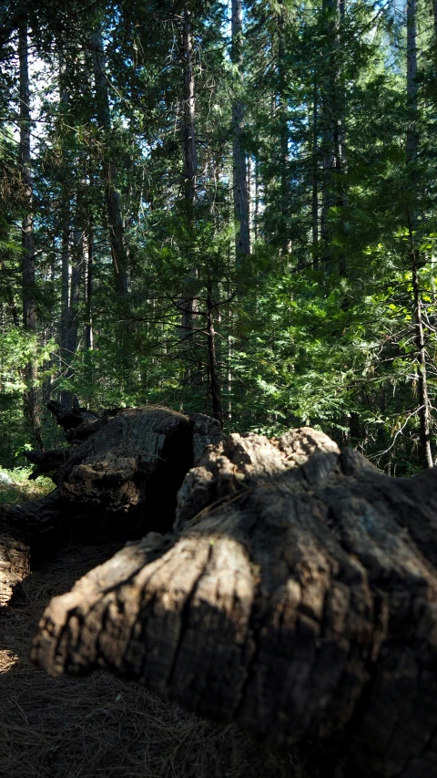 rocks on the ground are in the woods