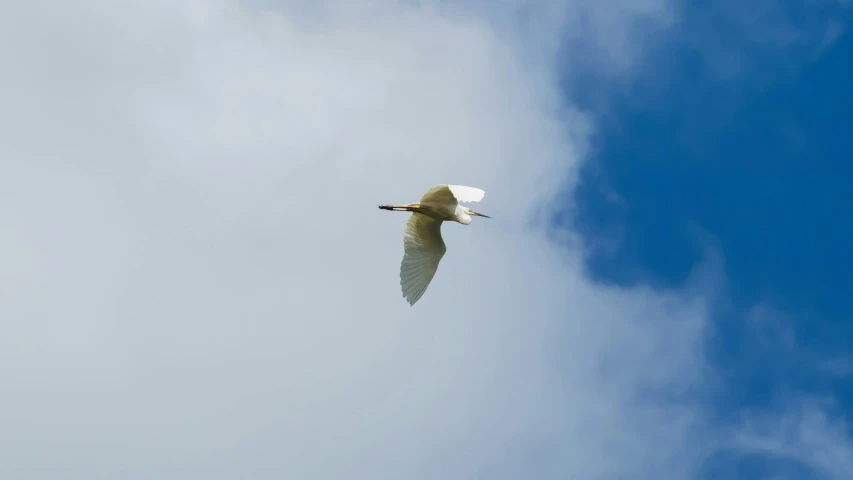 a bird flying in the sky with clouds