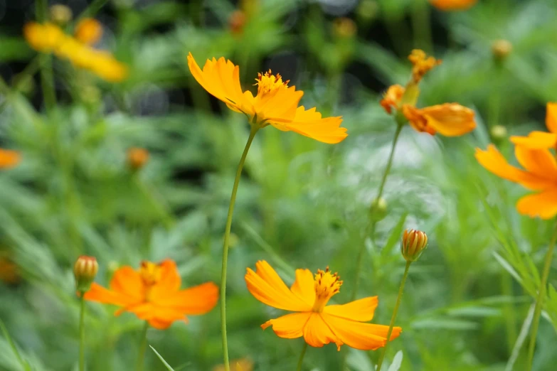 orange flowers are in a grassy field