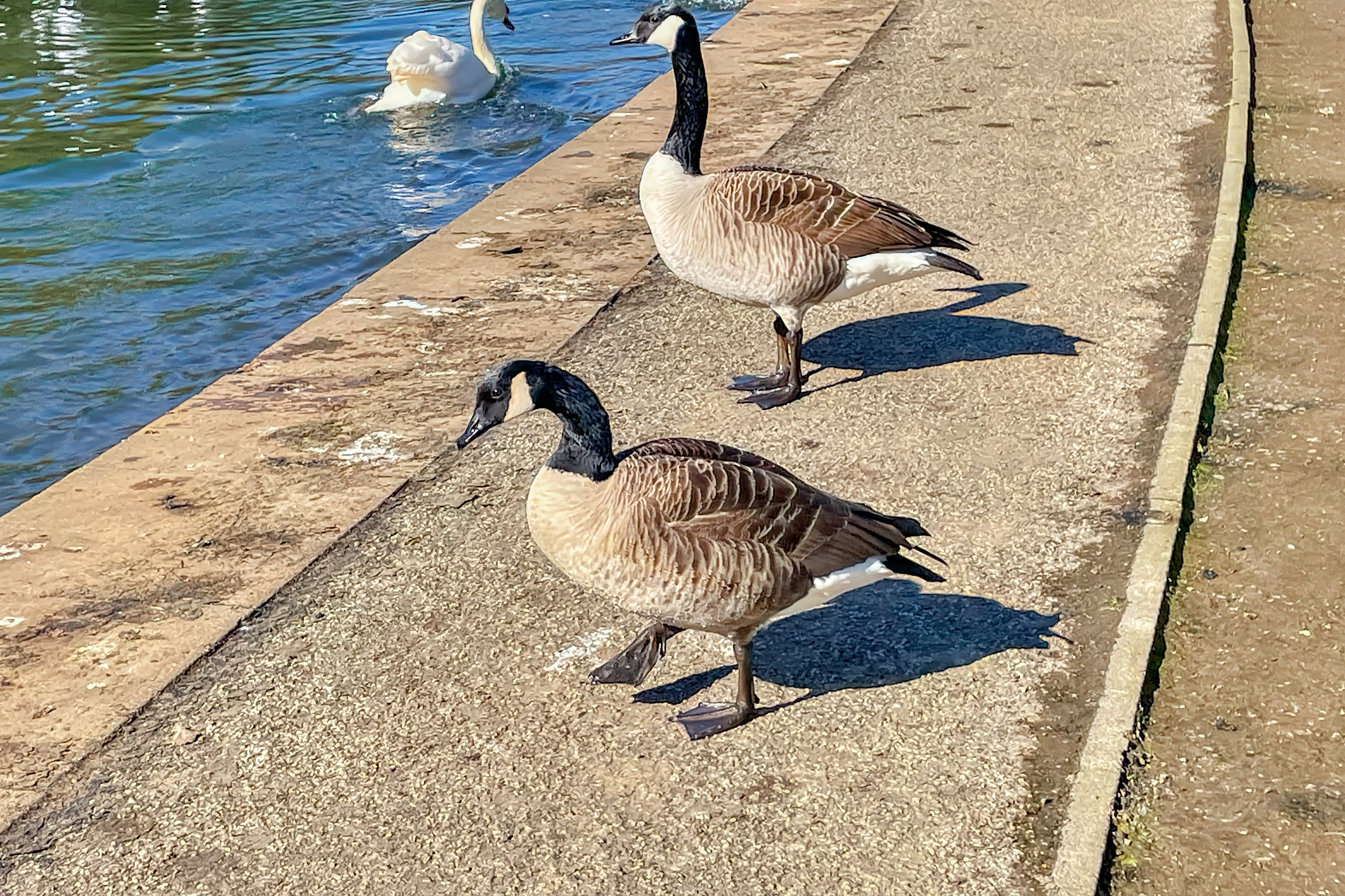 three swans in a line standing on a river bank