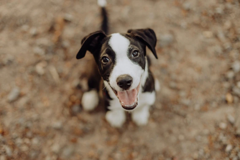 a dog with its tongue hanging out