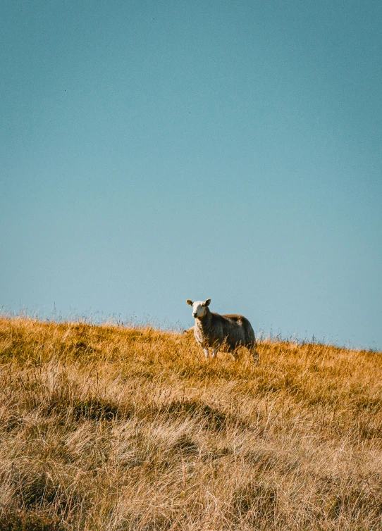 a cow sitting on a grassy hillside with a blue sky in the background