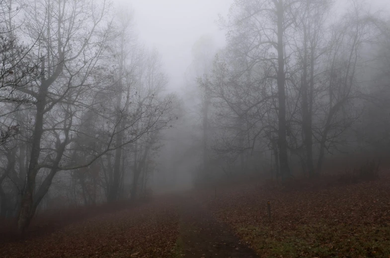 fog is covering trees on the side of a trail