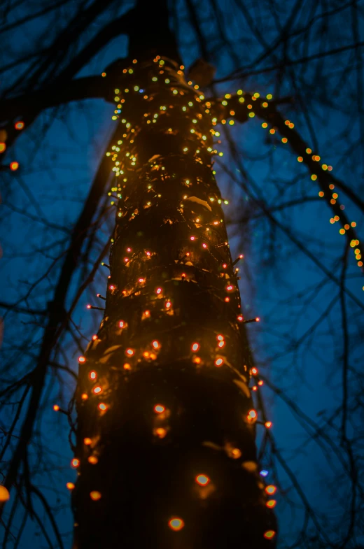 an overhead view of a light covered tree at night