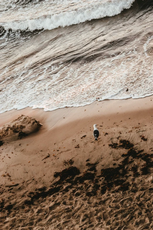 birds walking on a beach with waves crashing