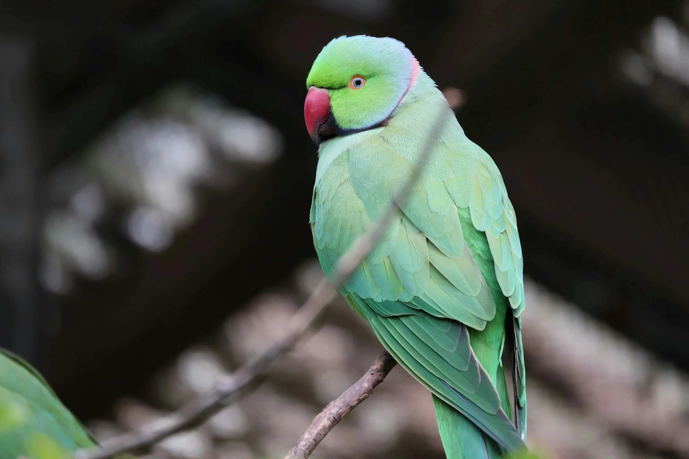 a green bird is perched on the nch