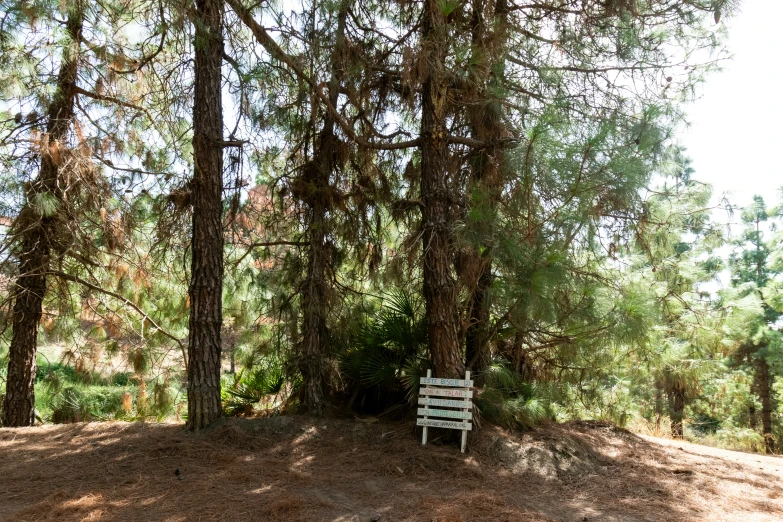 an empty park bench sits beneath some trees
