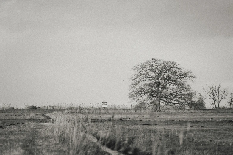 a lone tree sitting alone on a field with the sky in the background