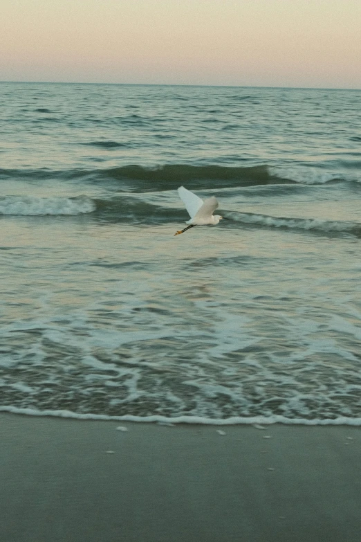 a bird flying over the waves on a beach