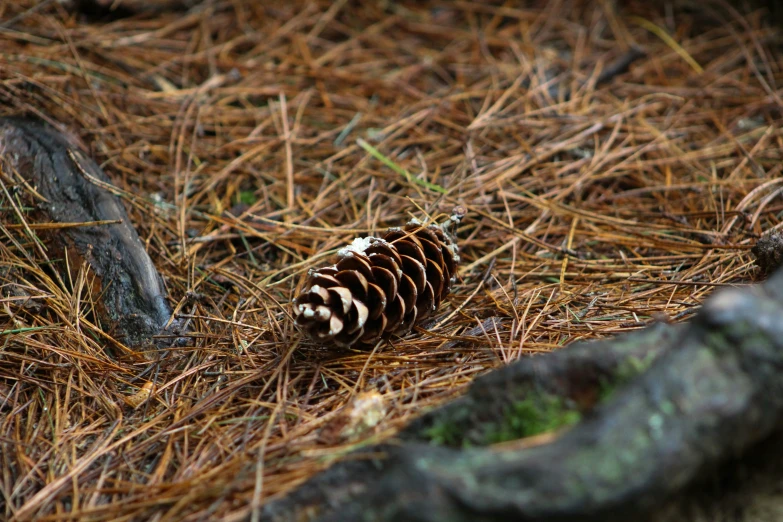 an image of a pine cone laying on the ground