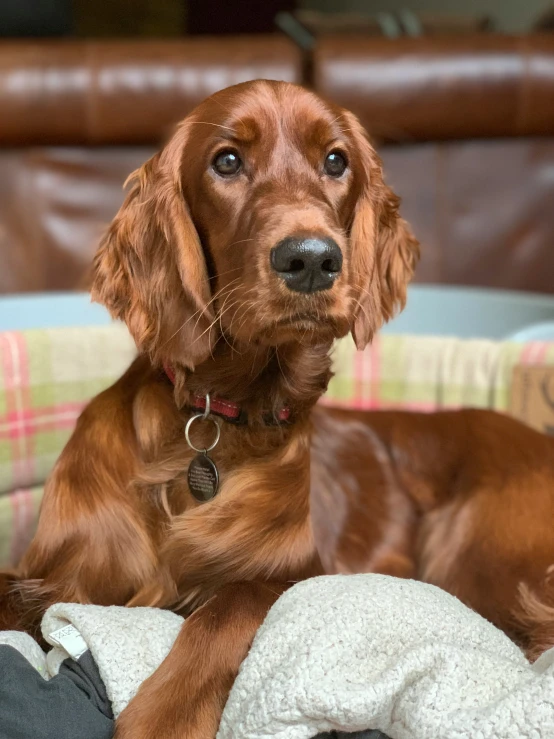 a dog laying on top of a blanket on a couch