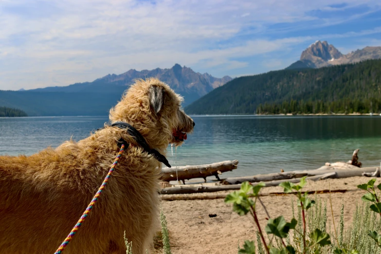 a dog is standing by a tree nch on the sand