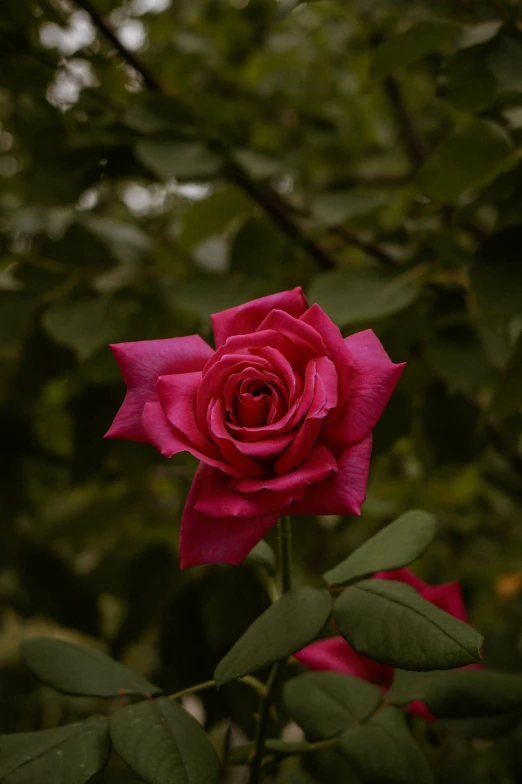 the pink rose is blooming on the stem of the plant