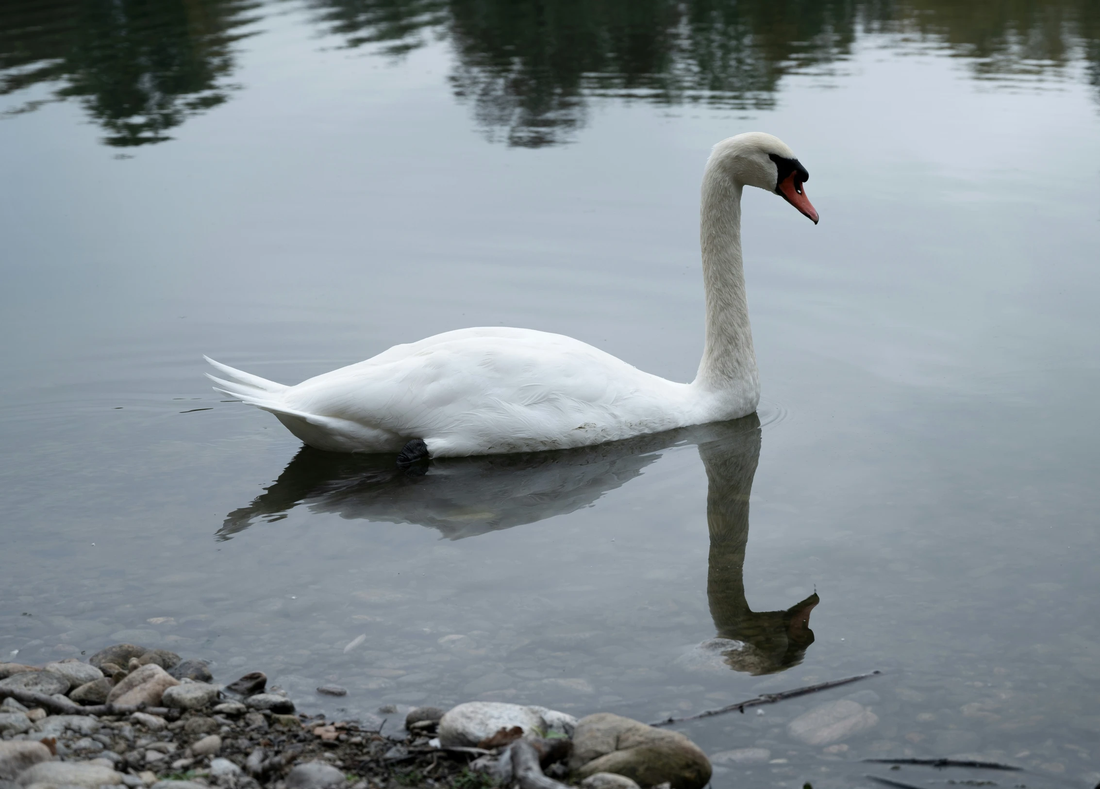 white swan with red beak swimming in a body of water