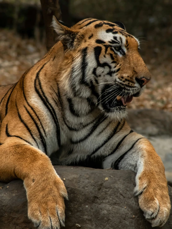 a tiger sitting on top of a rock near water