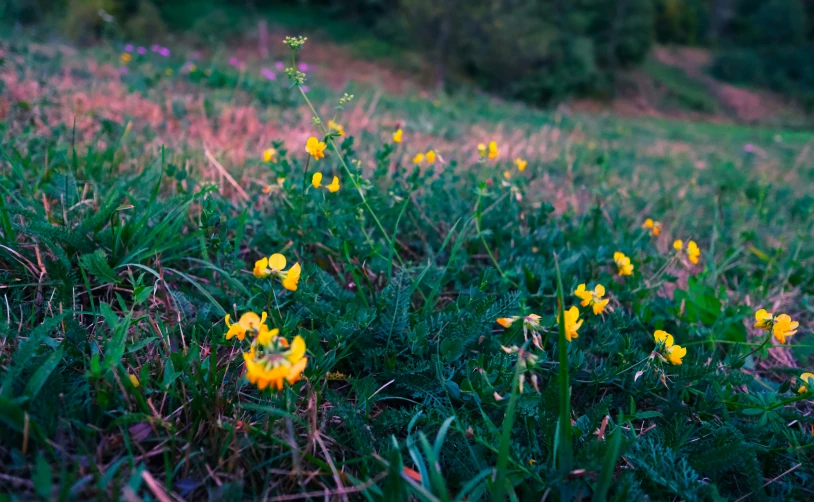 wild flowers are growing on the grassy hill side