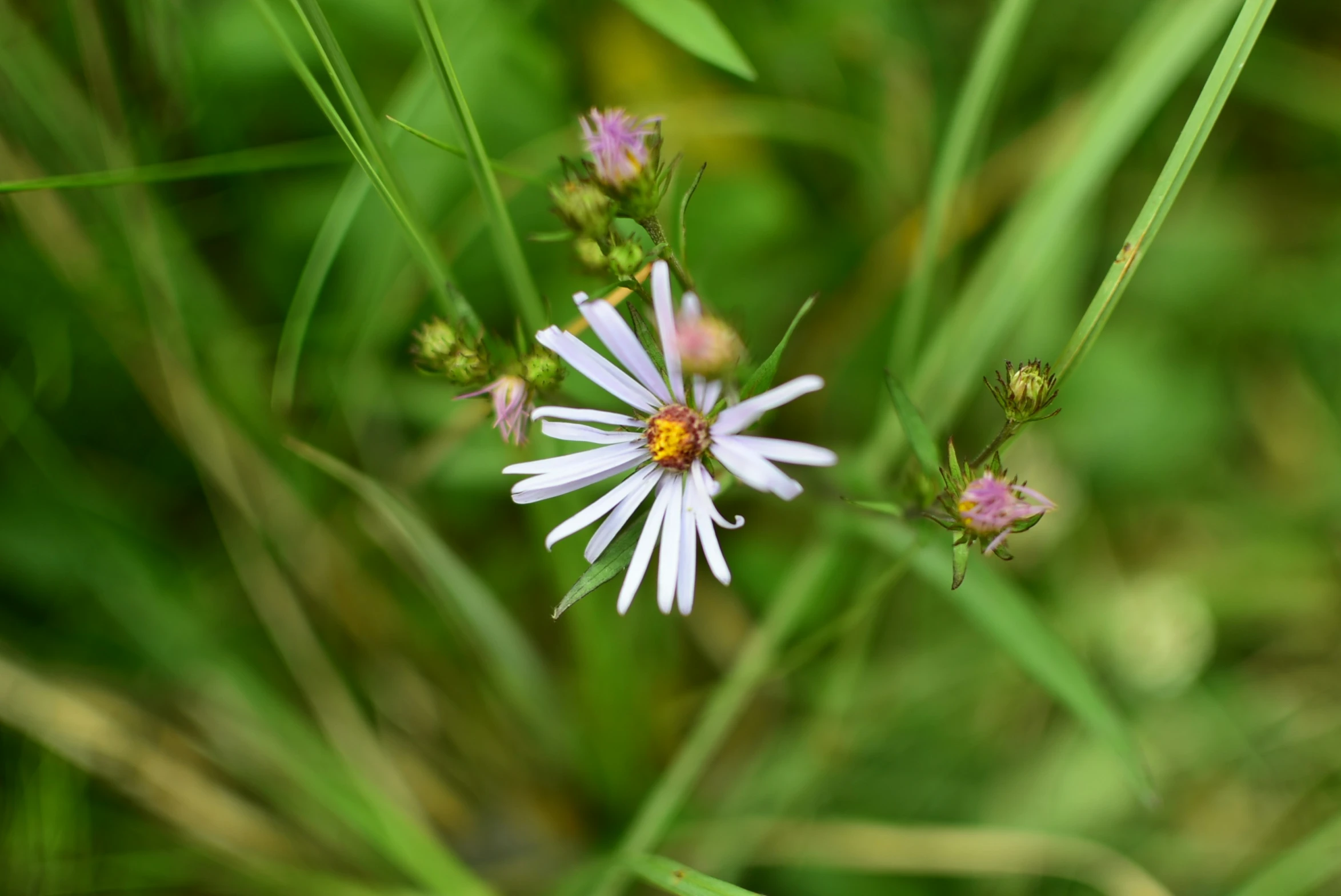 a small purple and white flower with lots of green plants