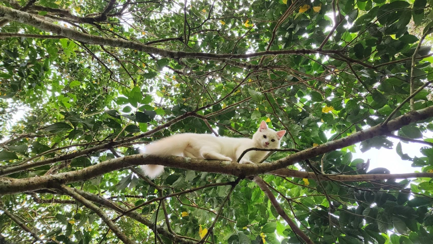 a white cat sitting on top of a nch of a tree