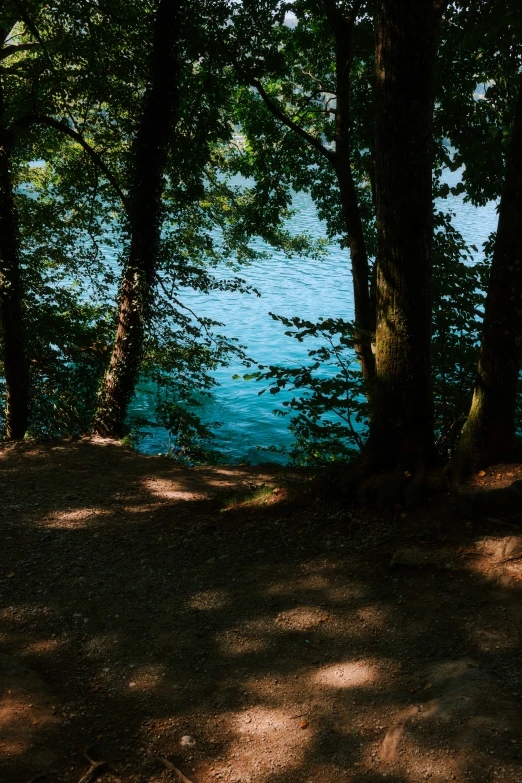 view of trees and water through the forest