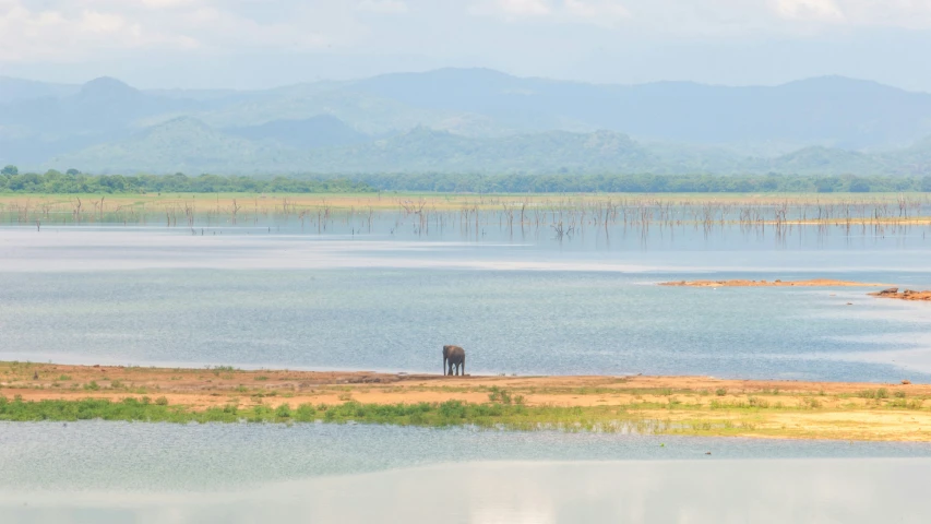 a large water body with several animals standing in it