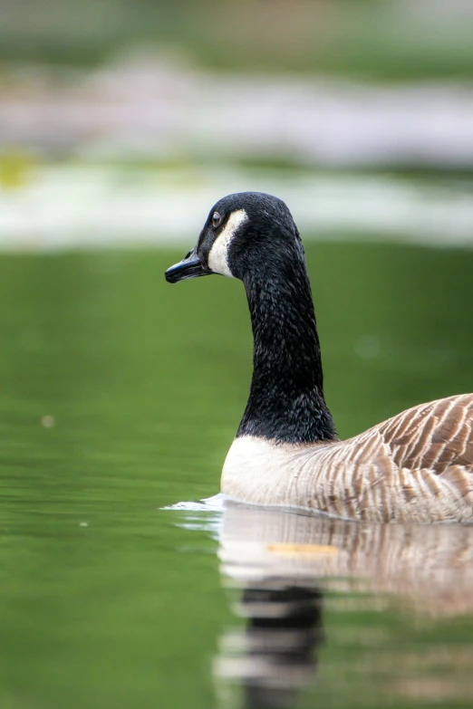 the duck is floating in the water near the land