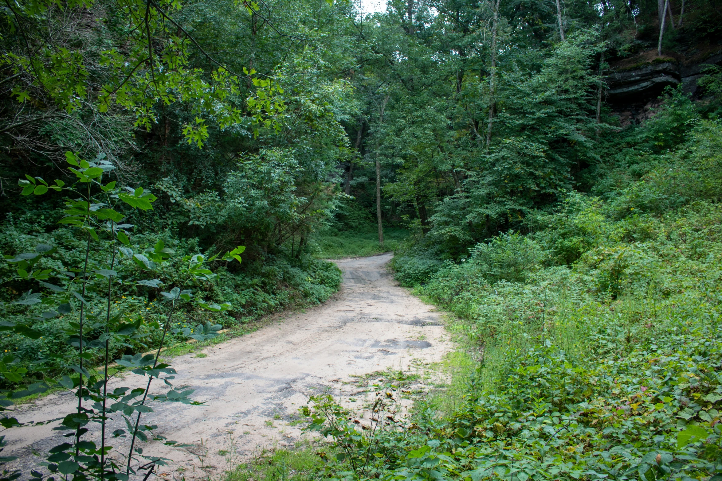 dirt road and grass covered path through a wooded area